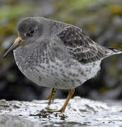 Purple Sandpiper