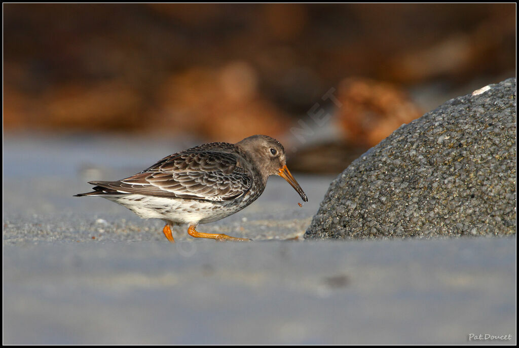 Purple Sandpiper