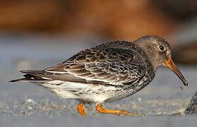 Purple Sandpiper