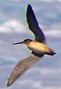 Short-billed Dowitcher