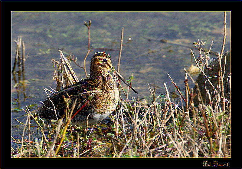 Common Snipe