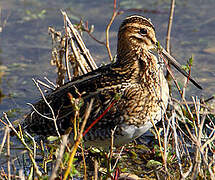 Common Snipe