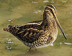 Common Snipe