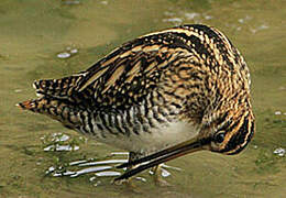 Common Snipe