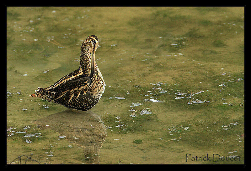 Common Snipe