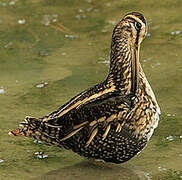 Common Snipe