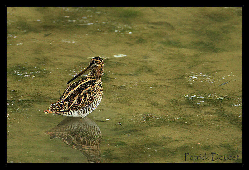 Common Snipe