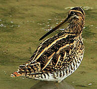 Common Snipe