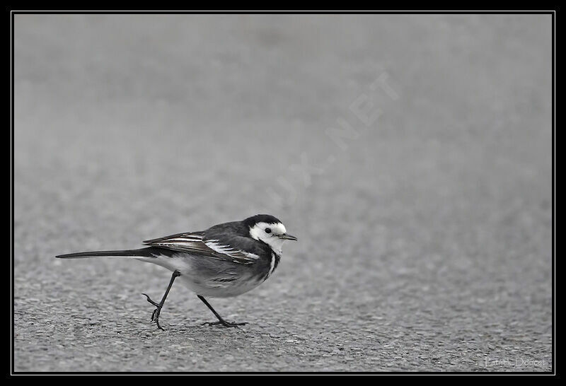 White Wagtail (yarrellii), identification