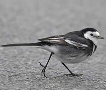 White Wagtail (yarrellii)