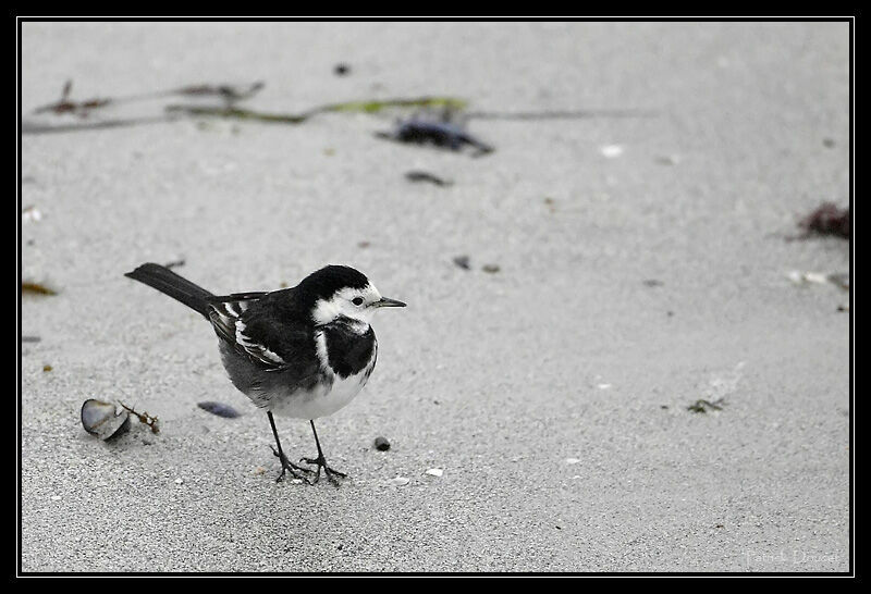 White Wagtail (yarrellii)