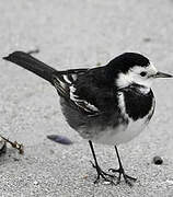 White Wagtail (yarrellii)