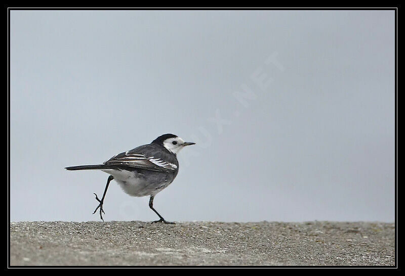 White Wagtail (yarrellii)