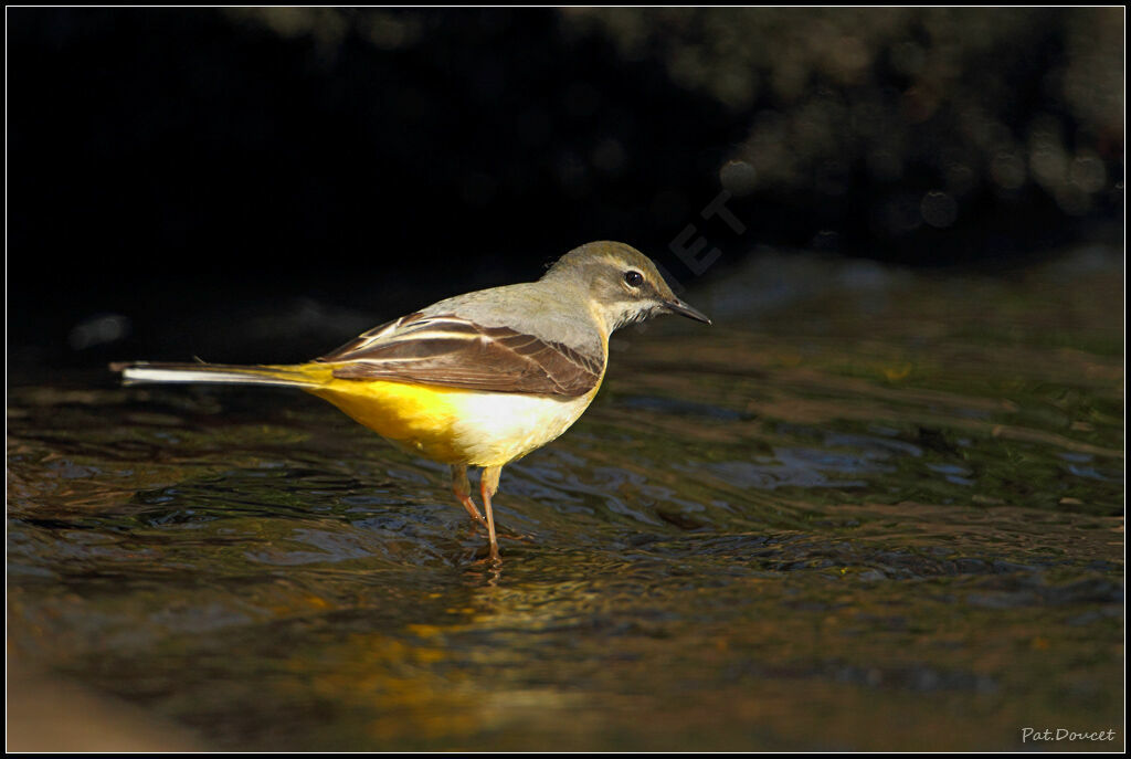 Grey Wagtail