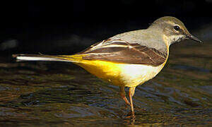 Grey Wagtail