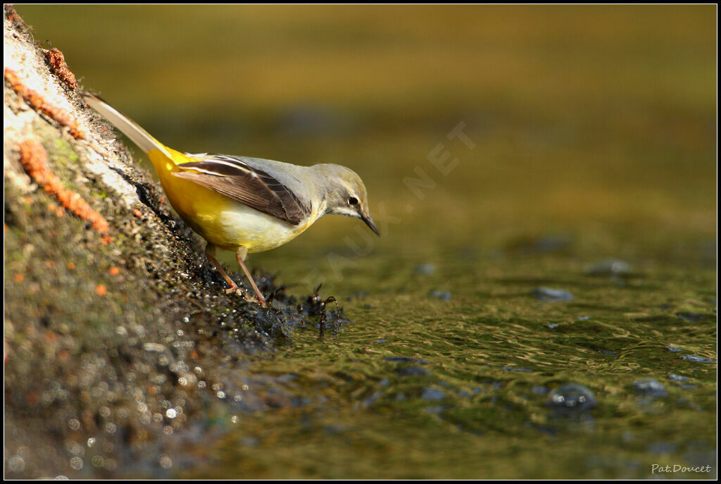 Grey Wagtail