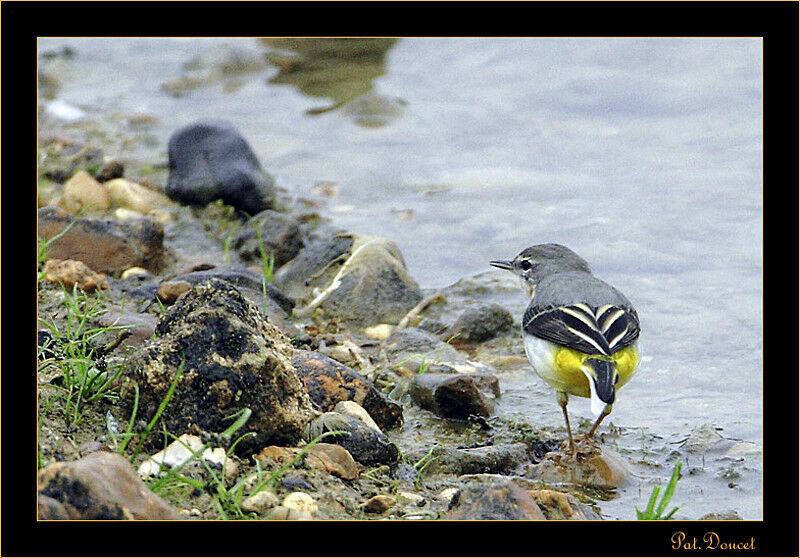 Grey Wagtail