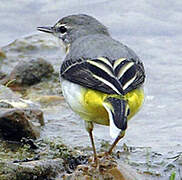 Grey Wagtail