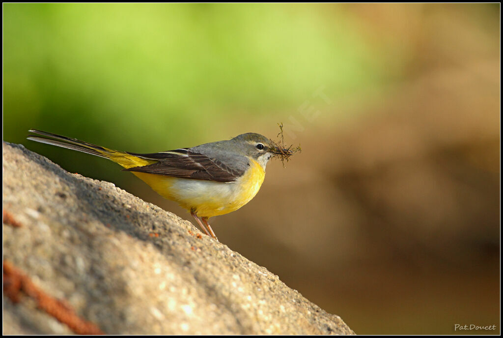 Grey Wagtail