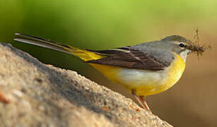 Grey Wagtail