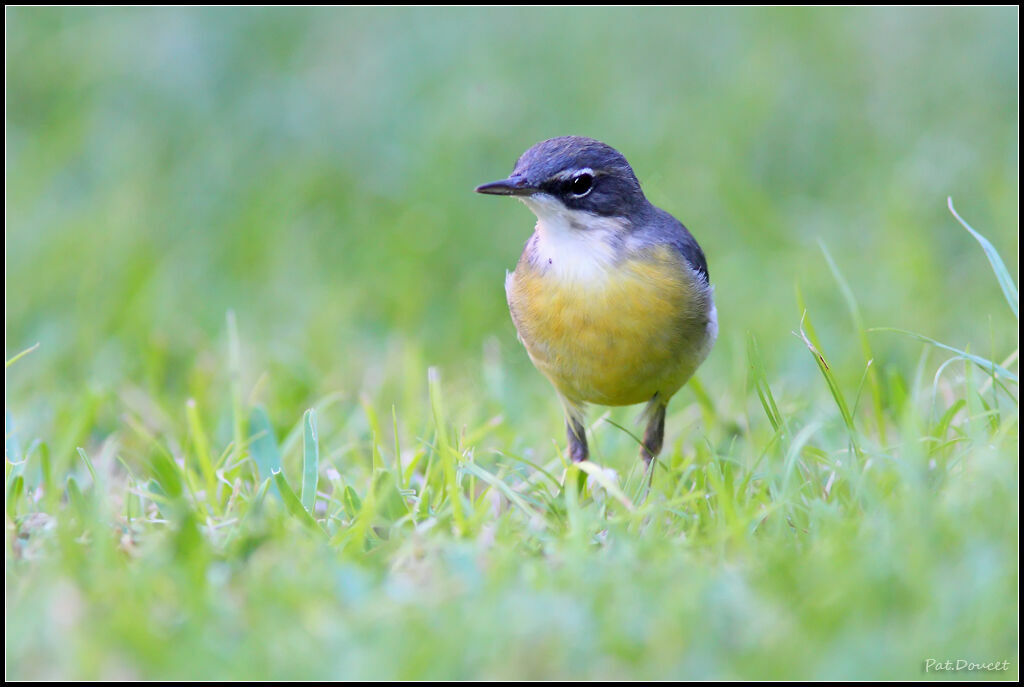 Grey Wagtail