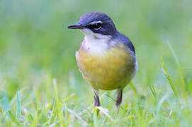 Grey Wagtail