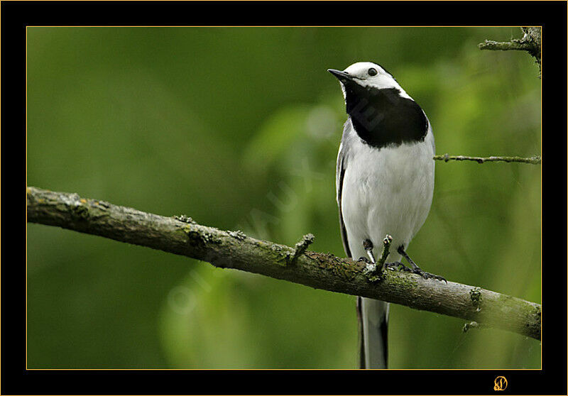 White Wagtail