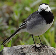 White Wagtail