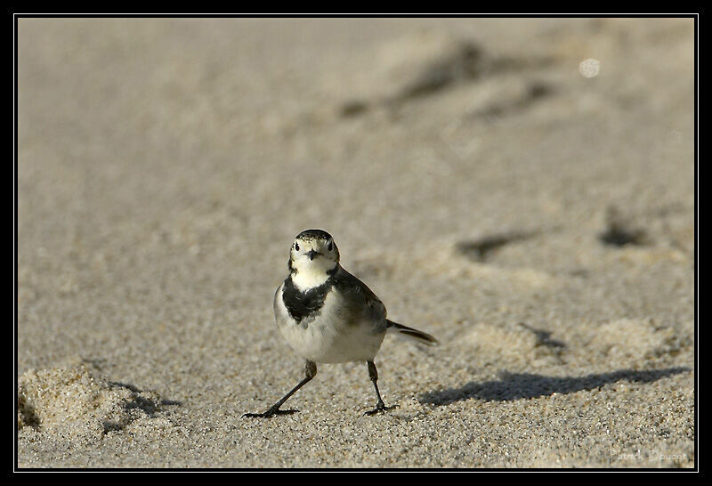 White Wagtail