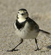 White Wagtail