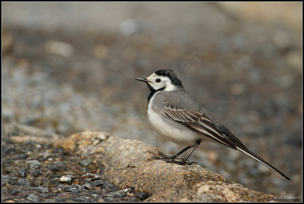 White Wagtail