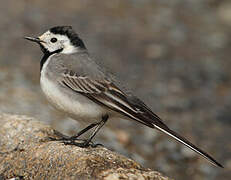 White Wagtail