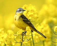 Western Yellow Wagtail