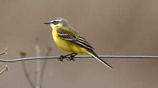 Western Yellow Wagtail