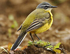 Western Yellow Wagtail