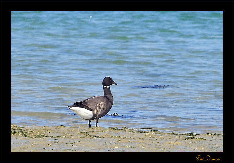 Brant Goose