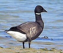 Brant Goose