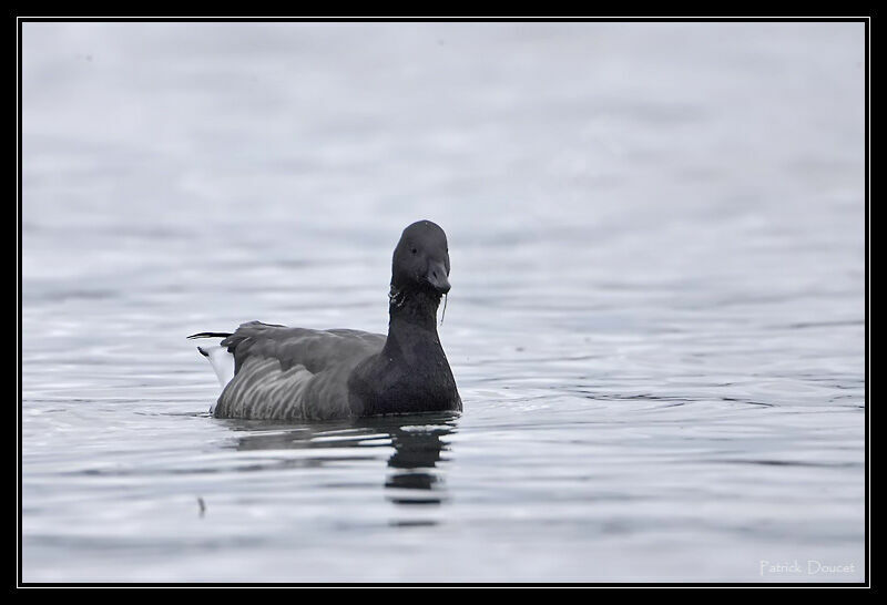 Brant Goose