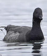 Brant Goose