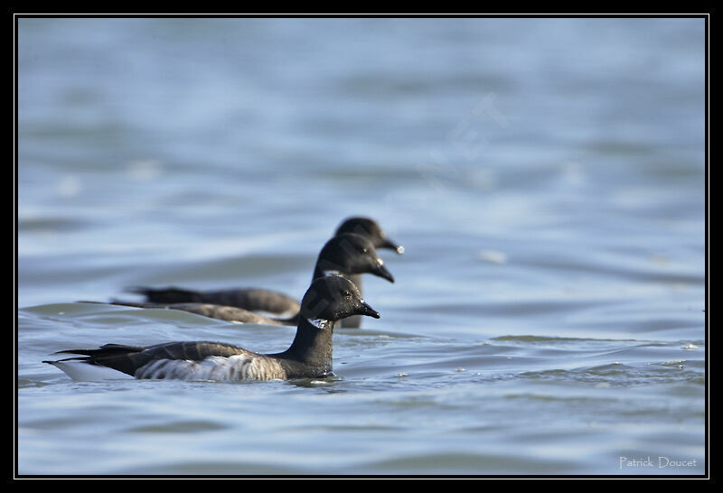 Brant Goose