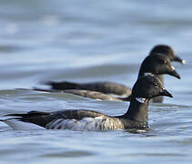 Brant Goose