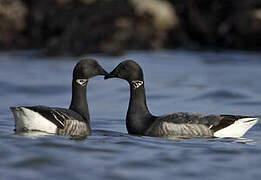 Brant Goose