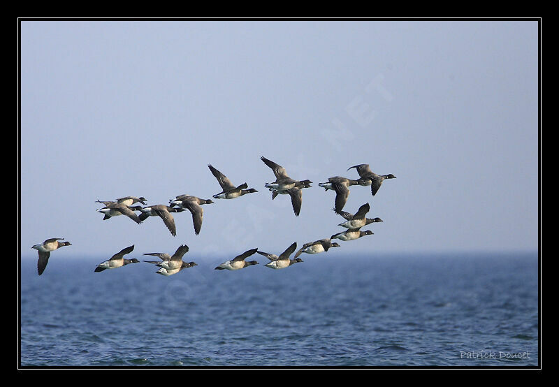 Brant Goose