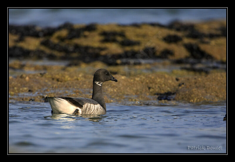 Brant Goose