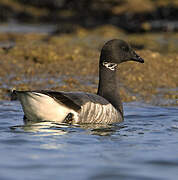 Brant Goose