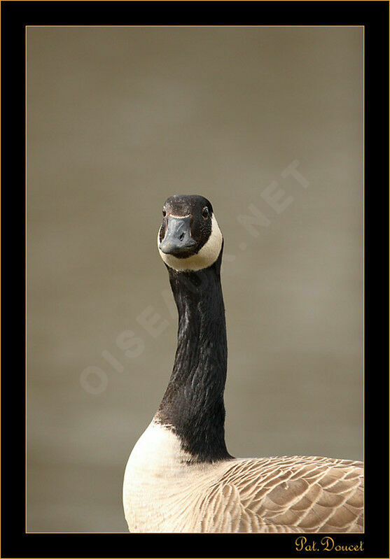 Canada Goose