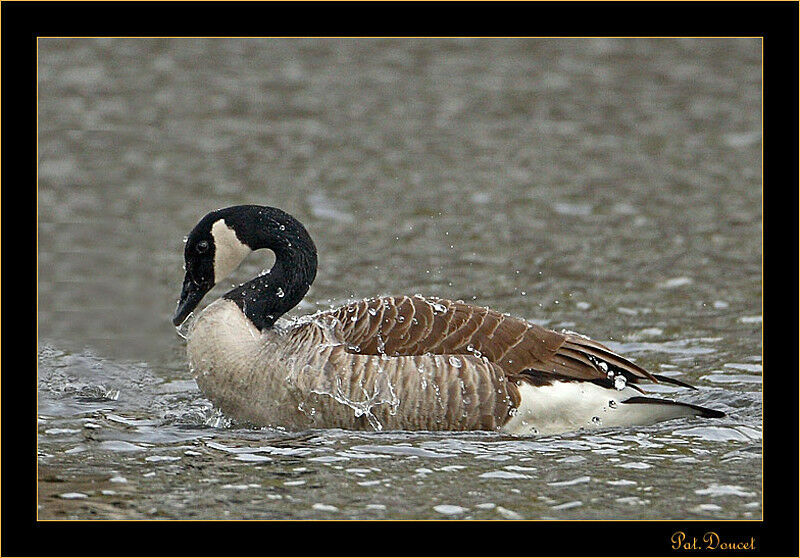 Canada Goose