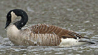 Canada Goose