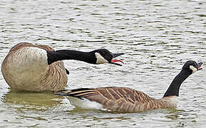 Canada Goose