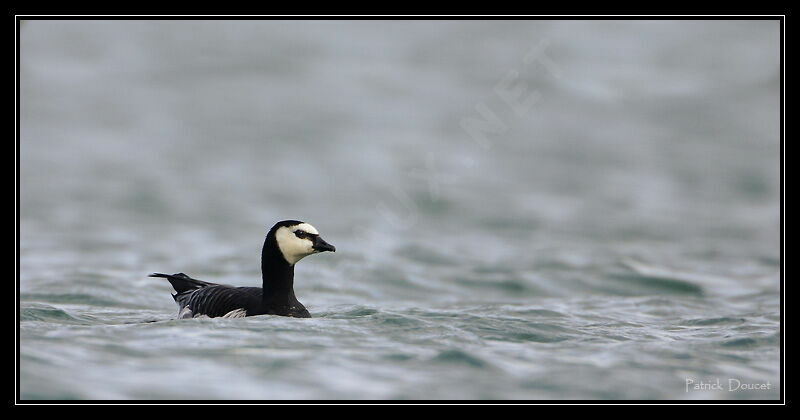 Barnacle Goose